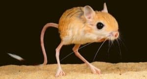 Boop! These Are The Cutest Rodents In The World - UntamedAnimals