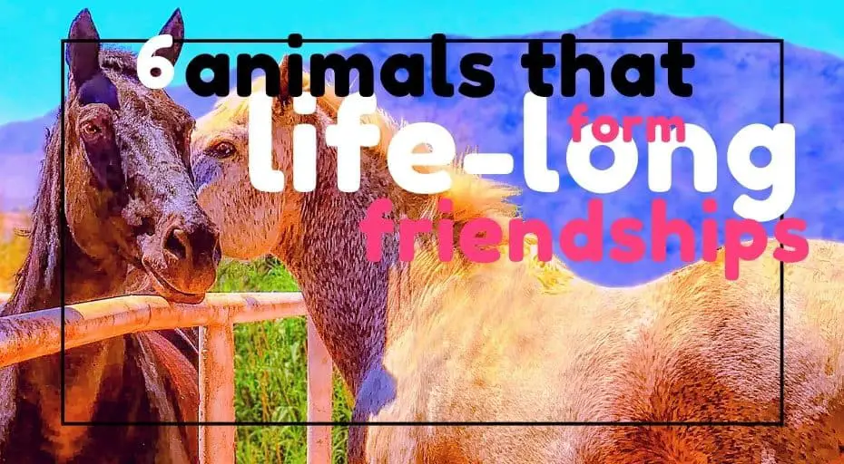 Top 6 Animals That Form Lifelong Friendships