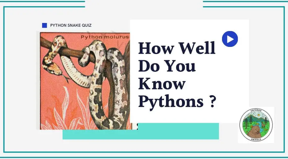 Python Snake Quiz Top Predator