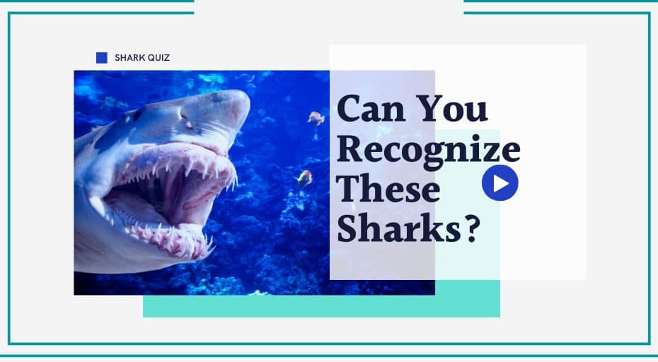Shark Photo Quiz Can You Recognize These Sharks?