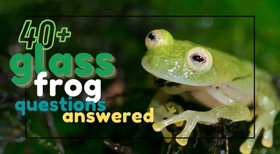 40+ Glass Frog Questions Answered (Videos, Photos + More