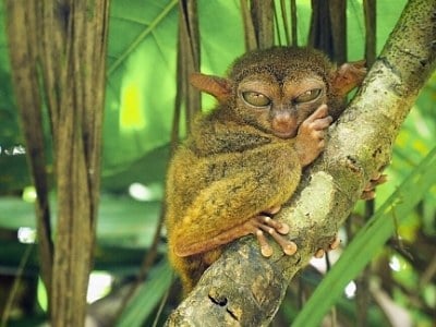 Tarsier 36 Questions Answered With Examples Photos Videos Untamedanimals Com