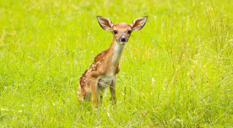 Cute Baby Deer Photos, Facts, And Videos (All Your Questions Answered)