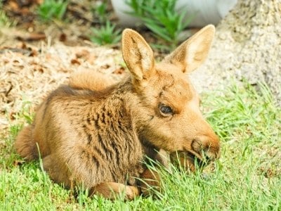 Alaskan Baby Moose