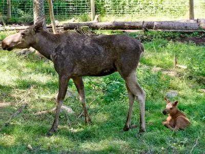 One week old baby moose lying on a meadow in the south of Sweden