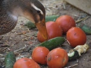 All Your Duck Food Questions - Answered (70+ Foods Examined ...