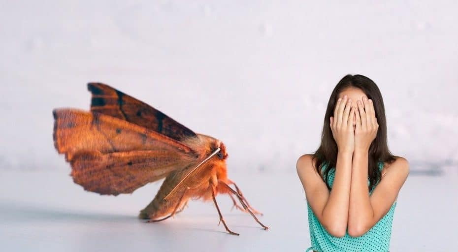 Can Moths Hurt You In Your Sleep? (Are They Dangerous