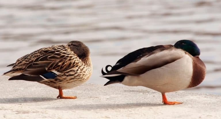 How do ducks sleep?