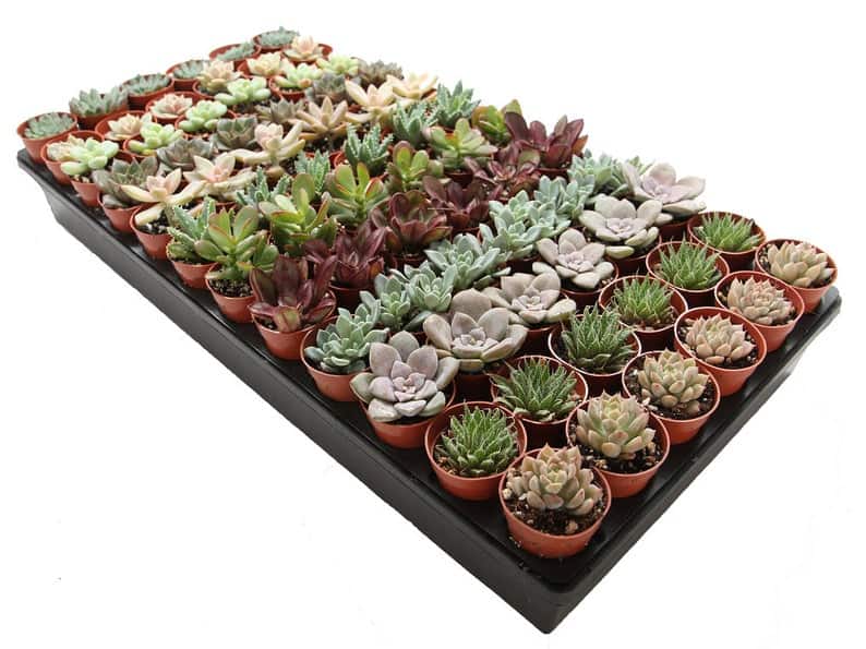 72-Pack 1.75" Mini Assorted Succulents