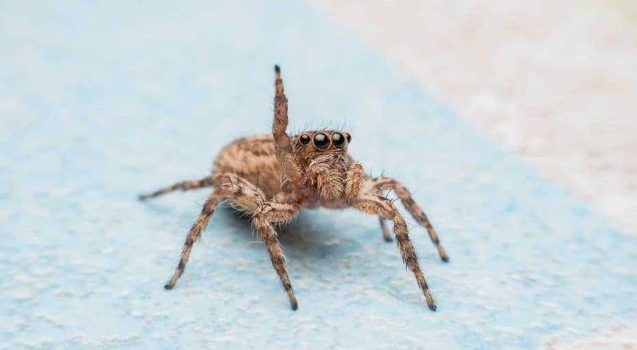 Are Jumping Spiders Poisonous? (2021 Update)