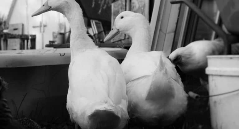 Why Do Ducks Wag Their Tails