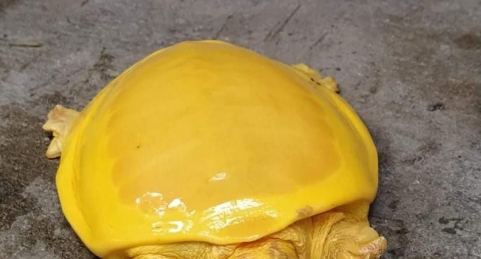 Yellow Turtle