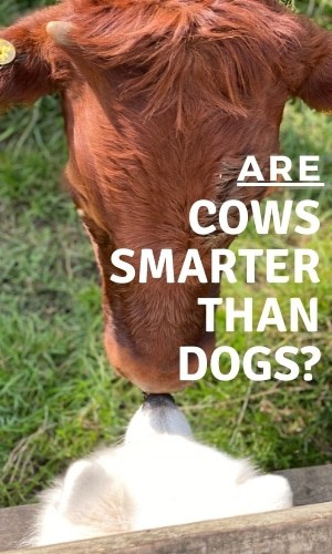 are dogs or cows smarter