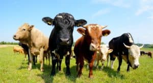 Are All Cows Female? (The Definitive Guide) - UntamedAnimals