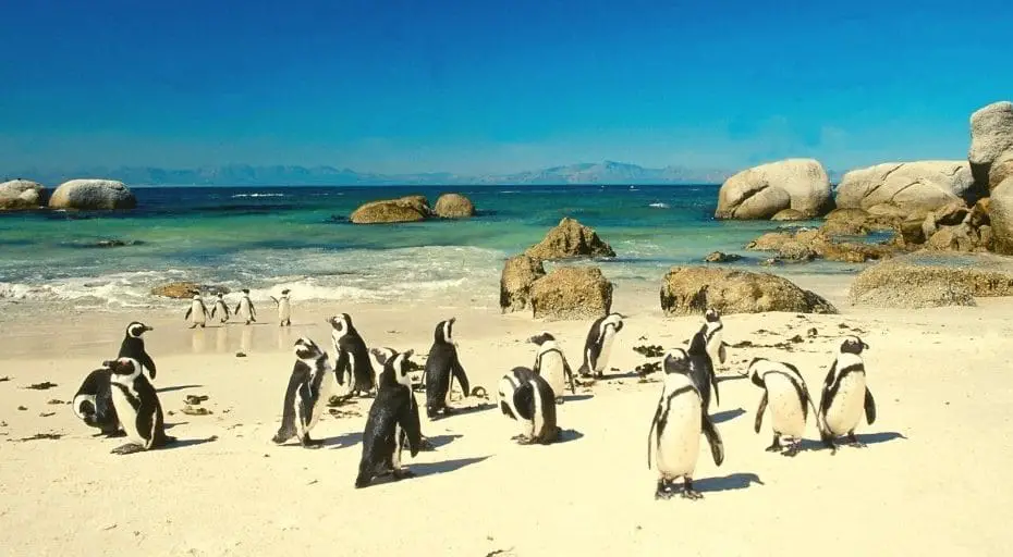 Can Penguins Live In Warm Weather? - UntamedAnimals.com