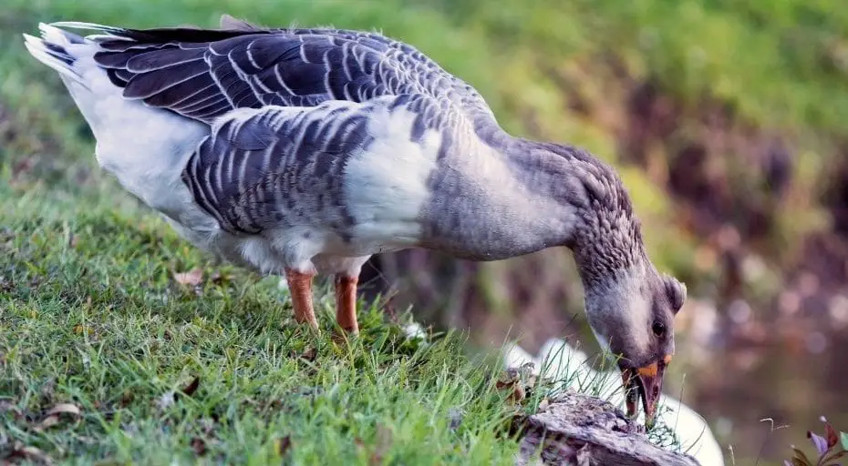 Do Ducks Eat Meat? (Do They Get Sick)