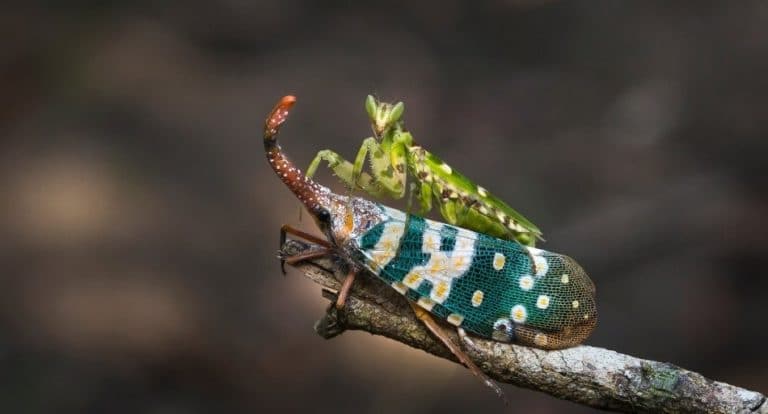 Do insects get cancer