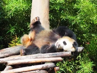 do pandas hibernate like bears