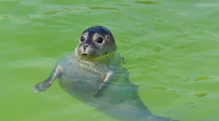 Are Seals Friendly? (Should You Approach Them??)