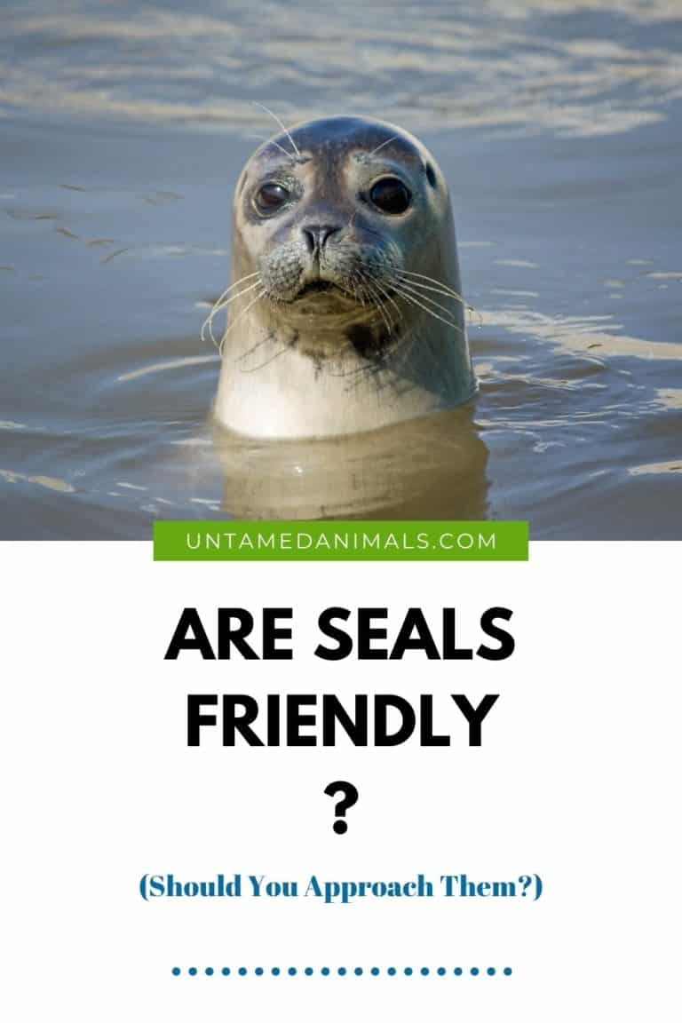 Are Seals Friendly? (Should You Approach Them??) UntamedAnimals