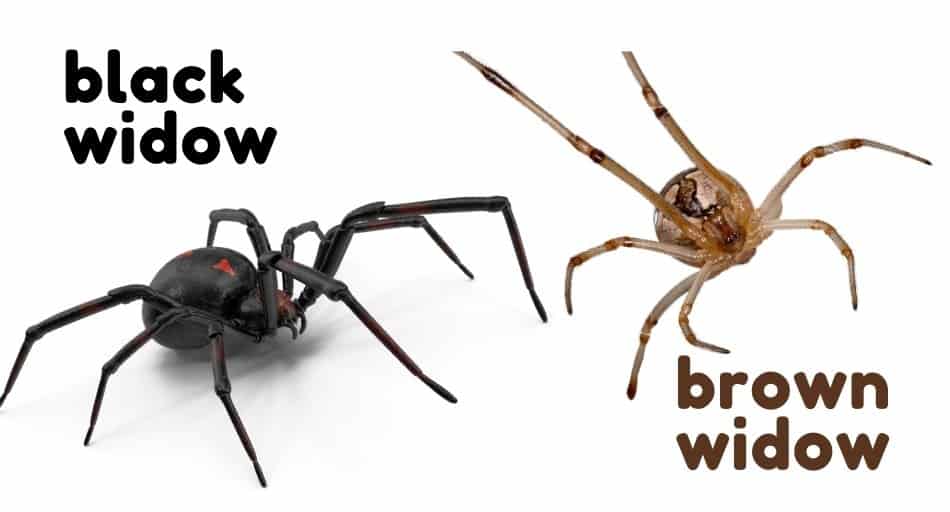 Do Baby Spiders Bite Can They Be Dangerous To You UntamedAnimals