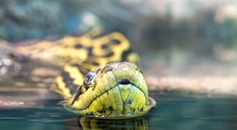 Do Anacondas Have Teeth?