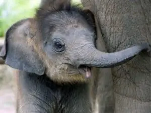 Do Baby Elephants Have Tusks? - UntamedAnimals