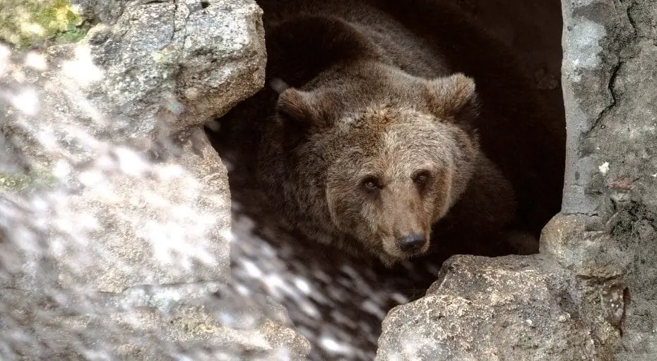 do-bears-live-in-caves-untamedanimals