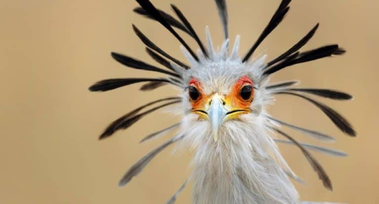 Do Birds Have Scales?
