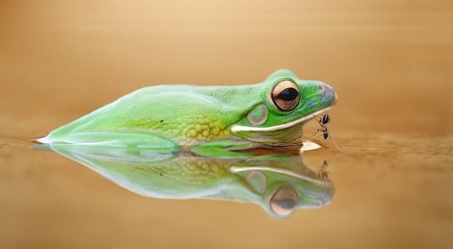 Do Frogs Eat Ants?