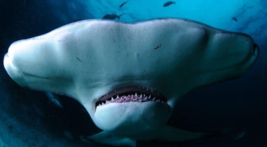 Do Hammerhead Sharks Bite? - UntamedAnimals.com