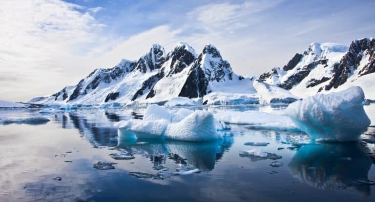 Do Insects Live in Antarctica