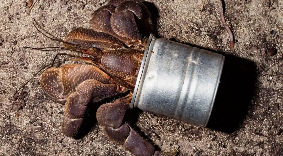 Can You Eat Coconut Crabs?