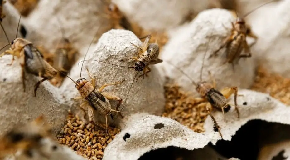 Do Crickets Eat Cardboard?