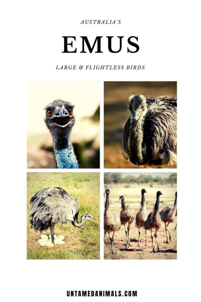 Are Emus Dangerous Or Friendly? - UntamedAnimals