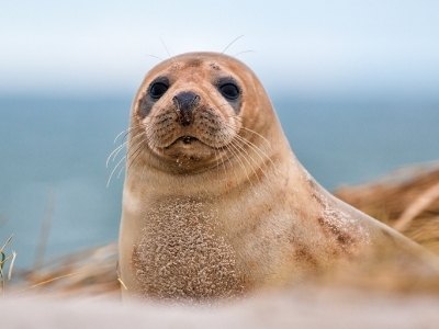 are seals friendly like dogs