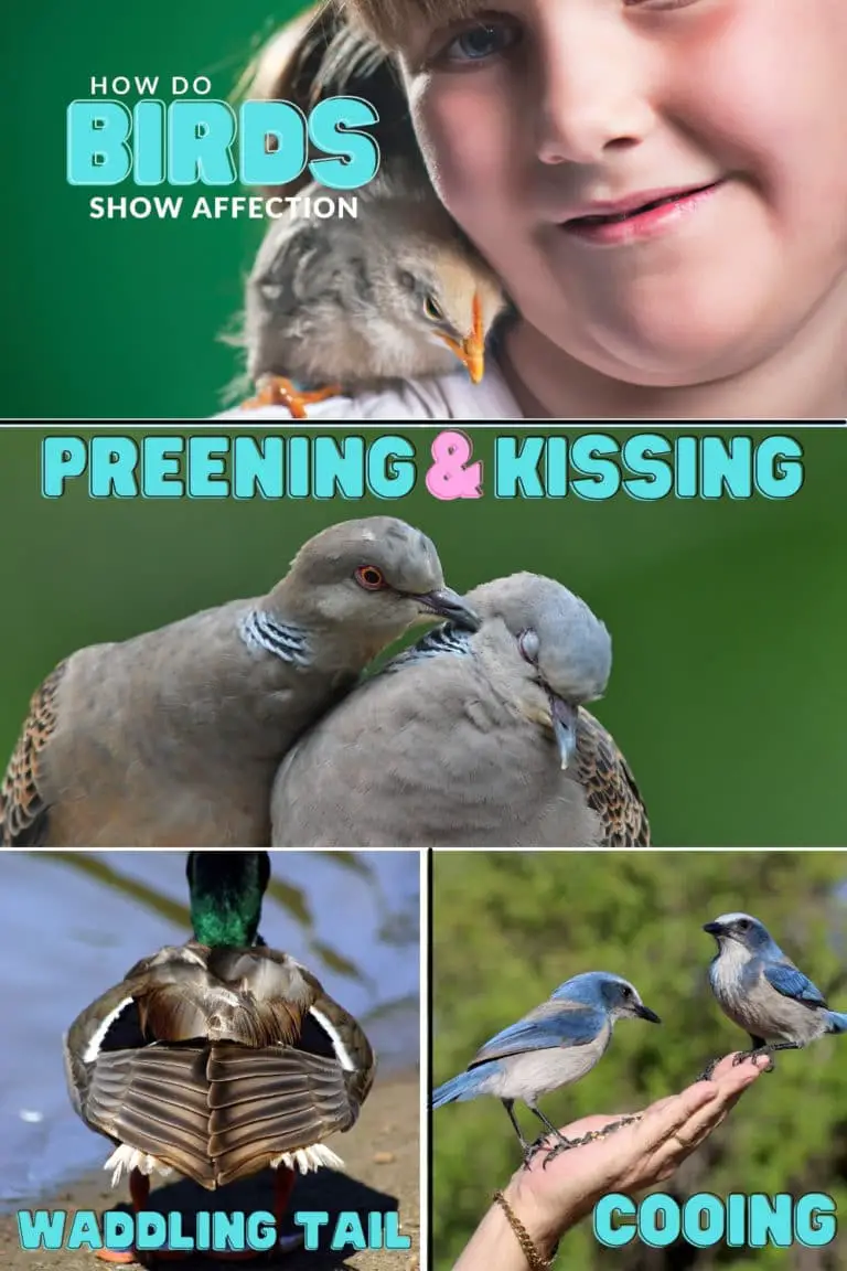 How Do Birds Show Affection? UntamedAnimals