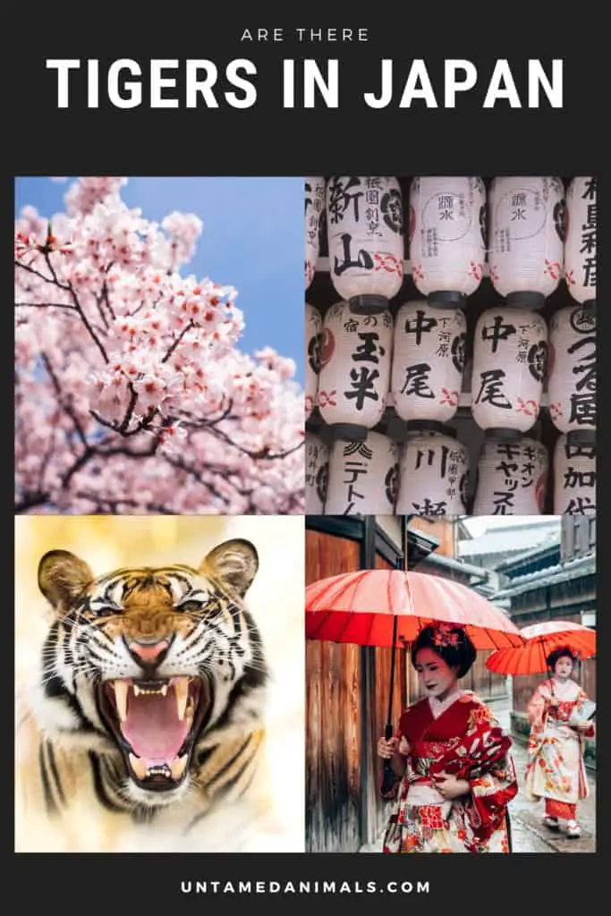 Are There Tigers In Japan? UntamedAnimals