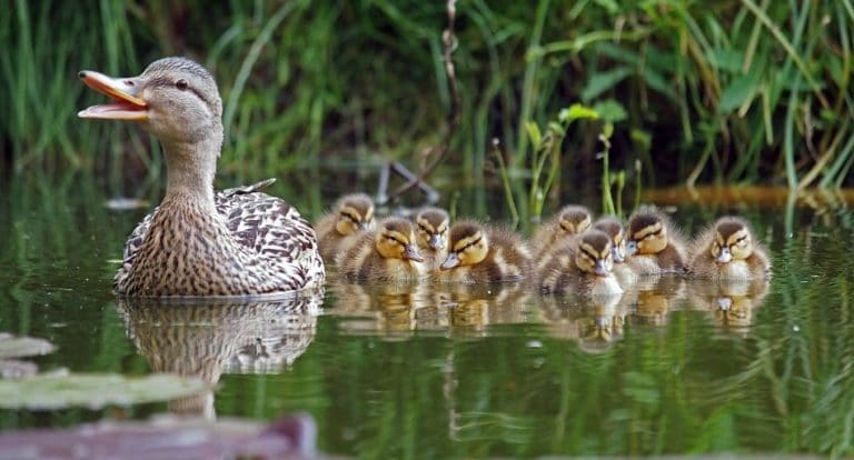 Are Ducks Cold-Blooded?