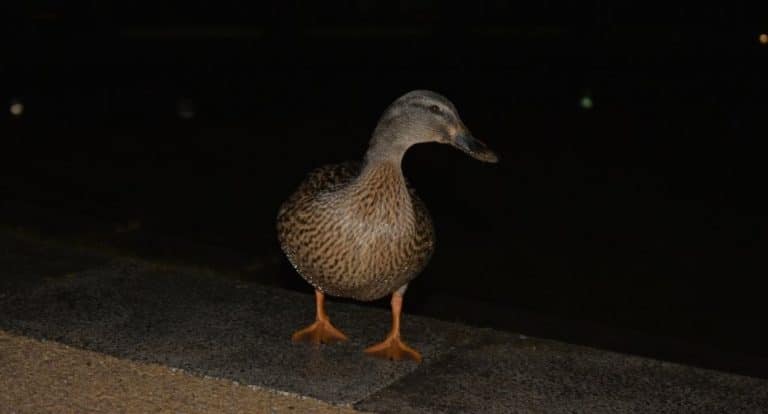 Are Ducks Nocturnal?