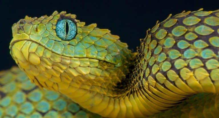 Are Snakes Blind?