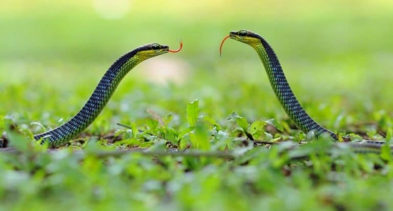 Are Snakes Mammals?