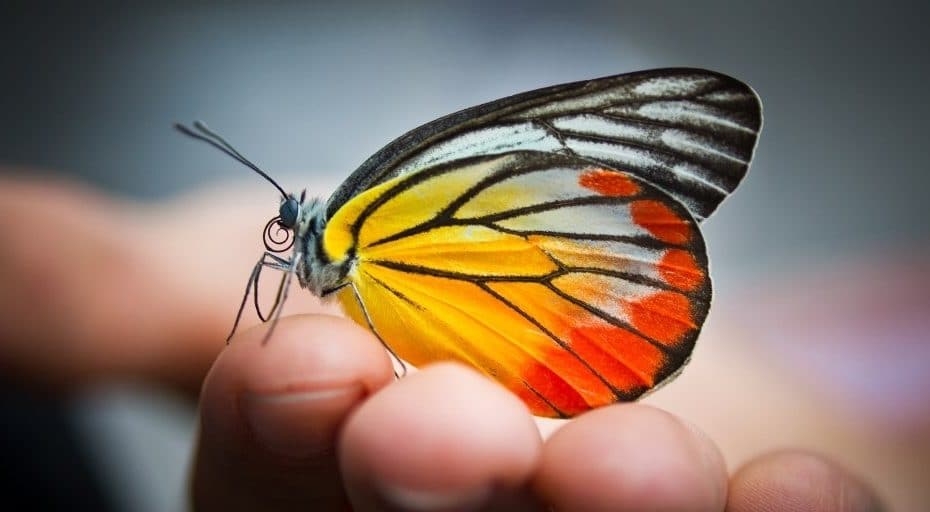 Can Butterflies See Their Wings?