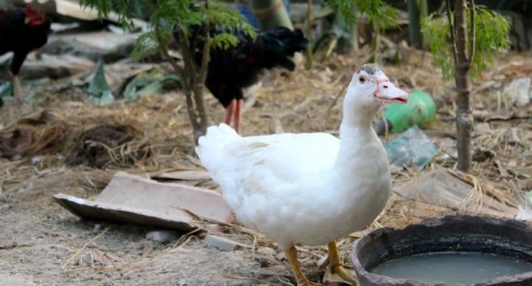 Can Ducks Eat Celery?