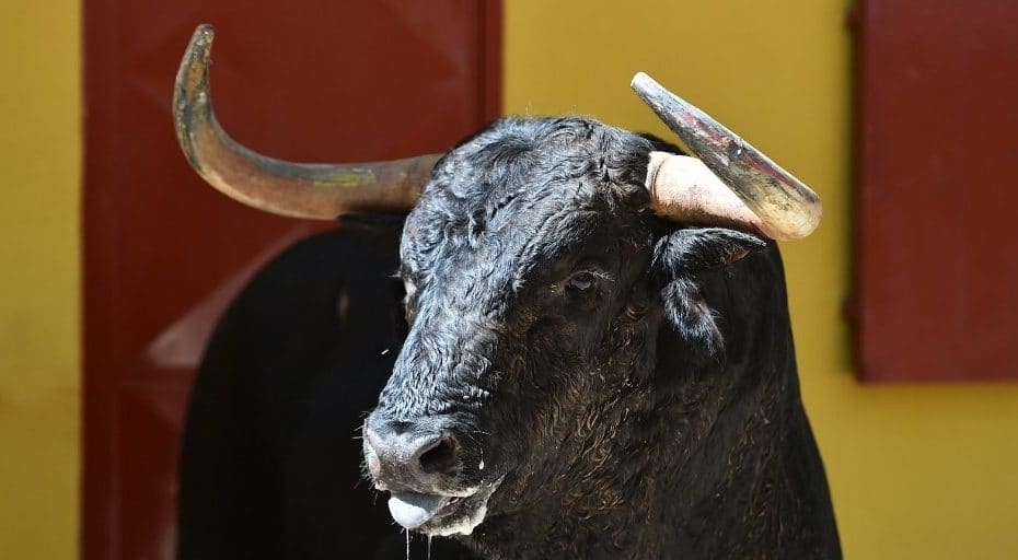 Do All Bulls Have Horns?