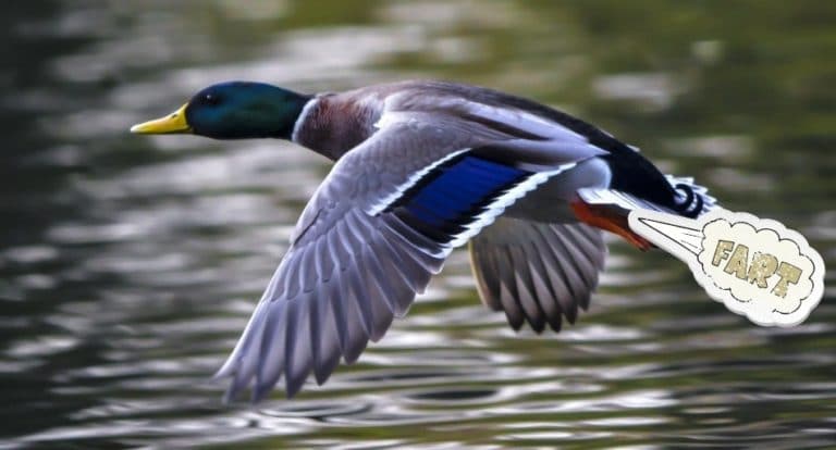 Do ducks fart?
