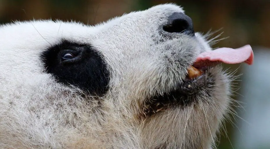 Why Are Pandas So Clumsy Untamedanimals Why Are Pandas So Clumsy Untamedanimals
