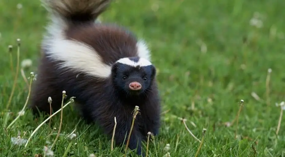 Are Skunks Blind? (Can They See & How Good?) - UntamedAnimals.com