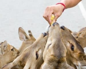 Do Deer Eat Bananas? - UntamedAnimals