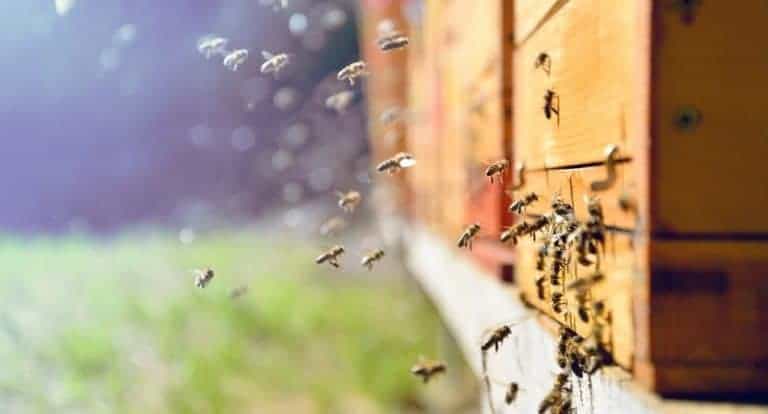Do Bees Lay Eggs